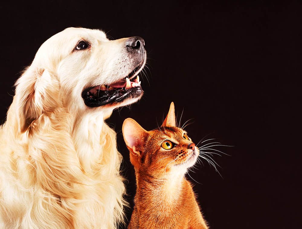 Cómo el estudio del comportamiento animal puede ayudarnos a entender mejor a nuestros amigos peludos